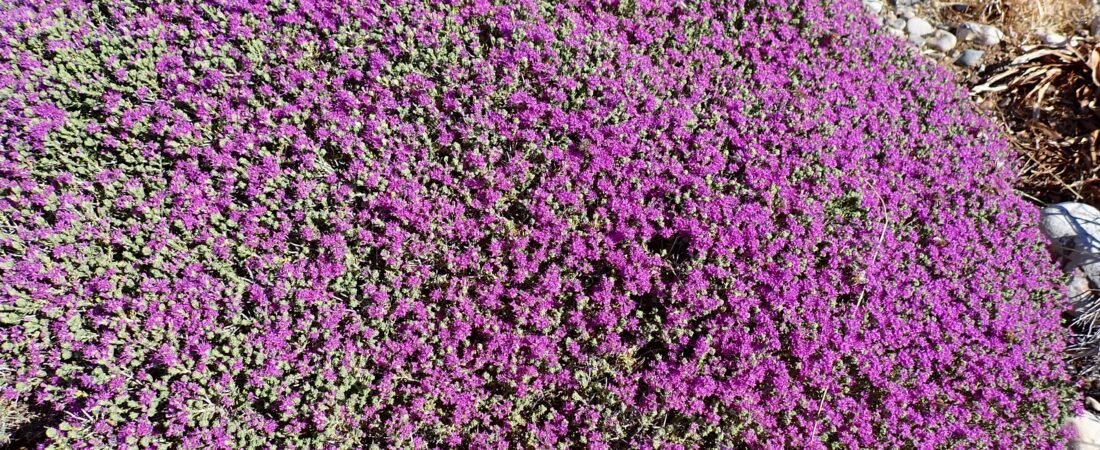 Having a wild thyme