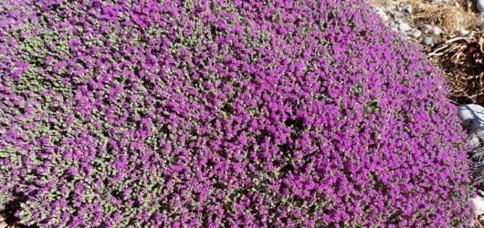 Having a wild thyme