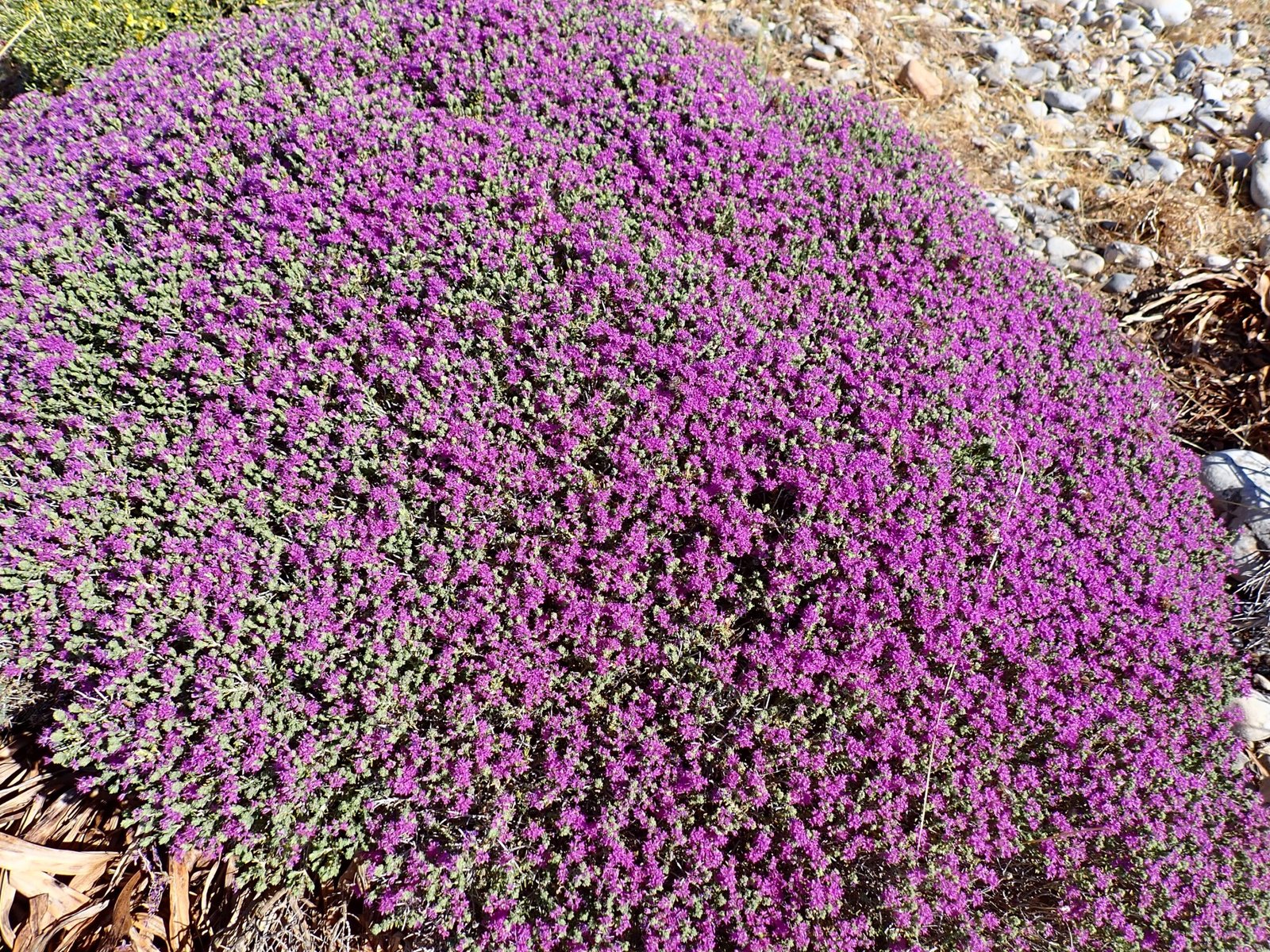 Having a wild thyme