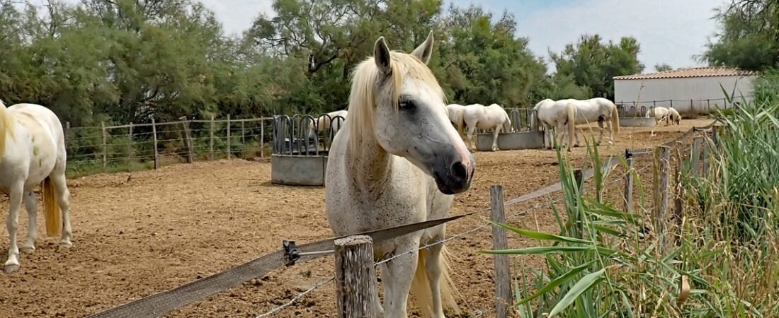 Camargue Horses