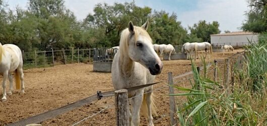 Camargue Horses