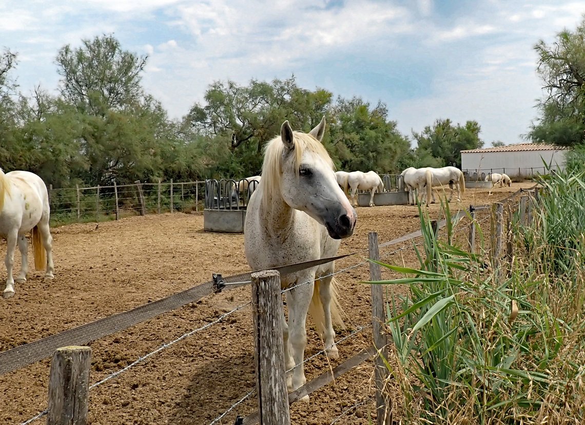 Camargue Horses